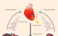 科學(xué)家說(shuō)心臟病發(fā)作是“全身”狀態(tài)