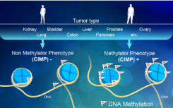 從內(nèi)到外研究癌癥表觀遺傳密碼可以告訴醫(yī)生疾病