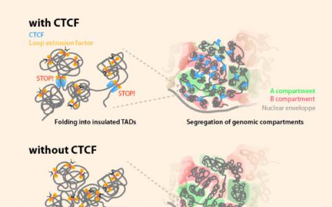 新研究擴展了對DNA在人體細胞中的組織方式的理解