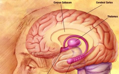 研究人員確定了兩個對大腦衰老負責的基因