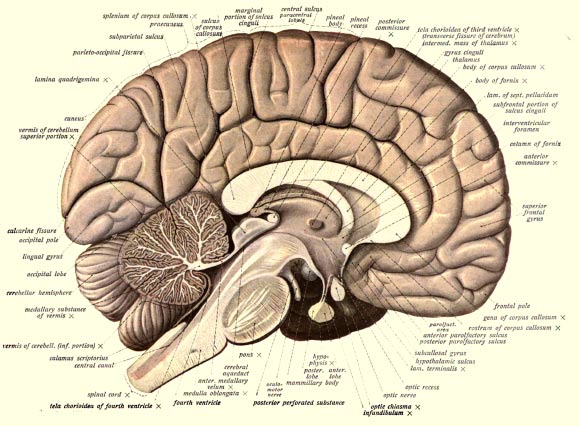 研究人員確定了與大腦相關(guān)的新基因家族