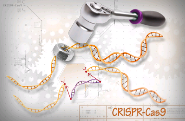 CRISPR實(shí)時(shí)探測(cè)基因組的內(nèi)部工作原理