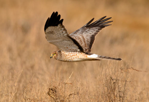 Hen Harrier實(shí)際上是兩種不同的物種