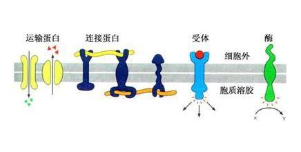 許多蛋白質(zhì)的功能仍不清楚