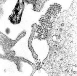 炎熱的天氣 蚊子更容易傳播登革熱病毒