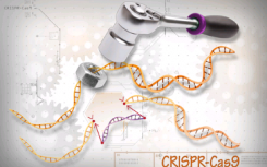 CRISPR實(shí)時(shí)探測(cè)基因組的內(nèi)部工作原理