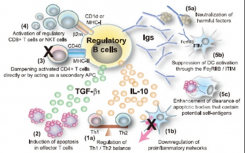 調(diào)節(jié)性B細(xì)胞的流式