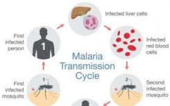 寄生蟲(chóng)的避孕 揭示瘧疾的新疫苗目標(biāo)