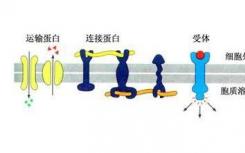 許多蛋白質(zhì)的功能仍不清楚