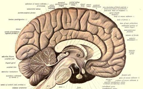 研究人員確定了與大腦相關(guān)的新基因家族