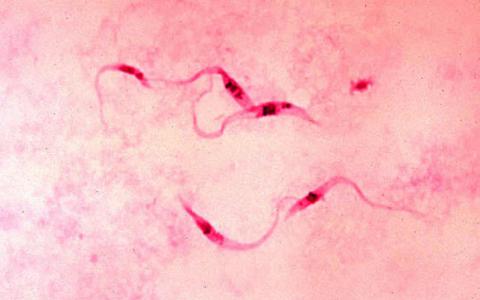 科學(xué)家們證明了生物的飲食可以影響他們的DNA