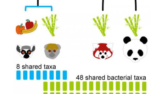 自恐龍 竹食狐猴 大熊貓分享共同的腸道微生物