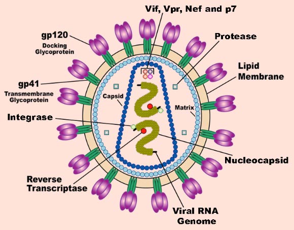 科學(xué)家們確定了兩種“關(guān)閉”HIV-1病毒的基因