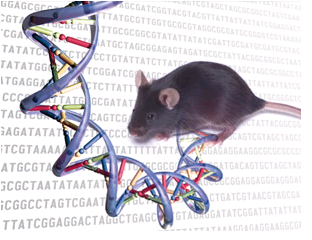 兩種基因組內(nèi)部工作的比較可以更好地使用小鼠模型