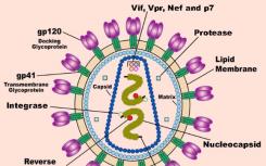 科學(xué)家們確定了兩種“關(guān)閉”HIV-1病毒的基因