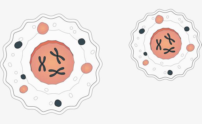 無(wú)害細(xì)菌可以促進(jìn)發(fā)病機(jī)制