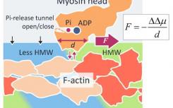 新的分子間表面力揭示了肌動球蛋白的驅動機制