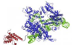 研究人員通過開發(fā)一類新的DNA堿基編輯器來擴(kuò)展基因編輯的力量