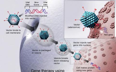 人類基因治療的重新定位新的和改進的腺病毒載體