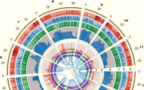 遺傳研究人員對巨桉的基因組進行序列分析