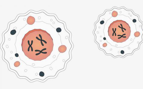 無害細(xì)菌可以促進(jìn)發(fā)病機(jī)制