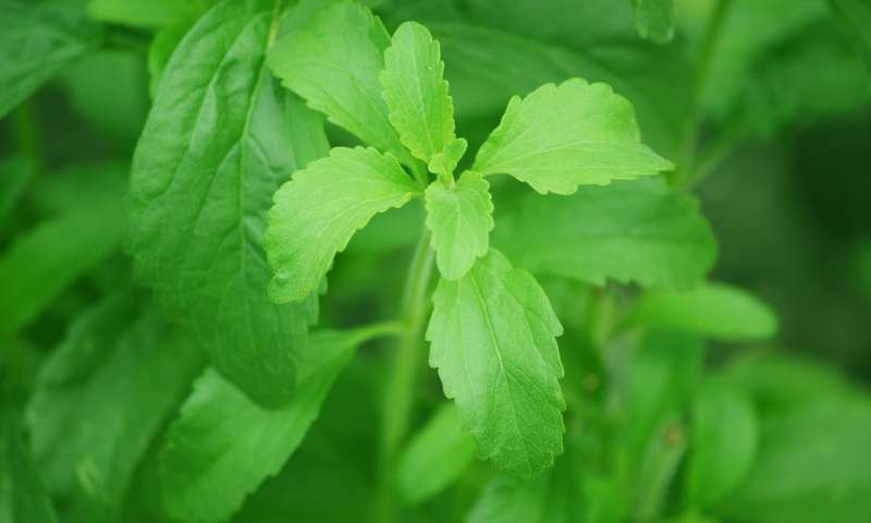 甜葉菊植物基因組的測序首次揭示