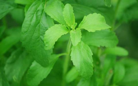 甜葉菊植物基因組的測序首次揭示