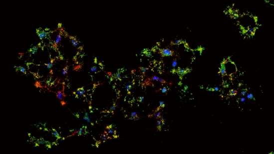 生物學家探索從程序性死亡邊緣恢復的細胞的分子基礎