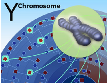 人類起源的X和Y使用Y染色體測序數(shù)據(jù)探索人類進化