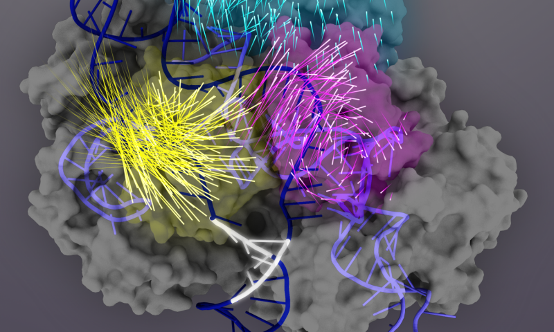 發(fā)現(xiàn)有助于提高CRISPR-Cas9基因編輯的準確性