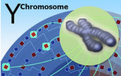 人類起源的X和Y使用Y染色體測(cè)序數(shù)據(jù)探索人類進(jìn)化