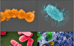 人類微生物組會議突出了已經(jīng)開始重要的領(lǐng)域的研究進(jìn)展