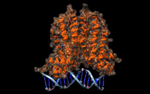 設(shè)計師生物傳感器可以檢測微生物產(chǎn)生的抗生素