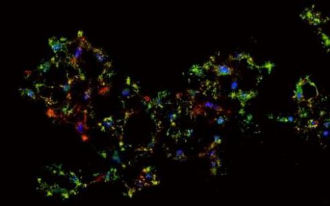 生物學家探索從程序性死亡邊緣恢復的細胞的分子基礎