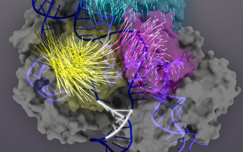 發(fā)現(xiàn)有助于提高CRISPR-Cas9基因編輯的準(zhǔn)確性