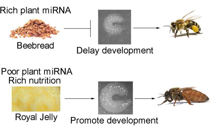 根據其飲食中的植物microRNA 蜜蜂成為工人或蟻后