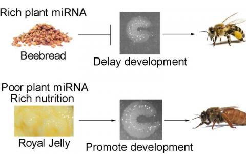 根據(jù)其飲食中的植物microRNA 蜜蜂成為工人或蟻后