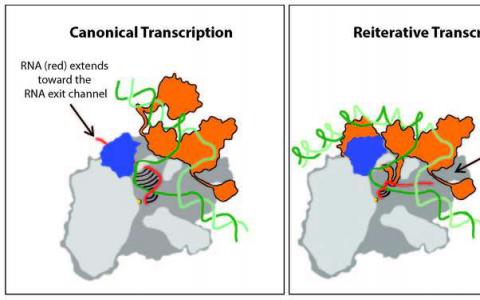 晶體結(jié)構(gòu)揭示了非標準RNA轉(zhuǎn)錄的細節(jié)