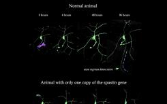 科學家確定神經再生所需的基因