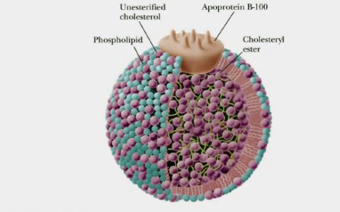 科學(xué)家們確定了影響“壞”膽固醇的四個(gè)基因