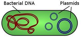 細(xì)菌質(zhì)粒很容易獲得新基因并將其傳播到新物種