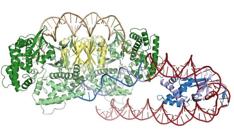 研究人員發(fā)現(xiàn)CRISPR蛋白質(zhì)如何找到它們的靶標