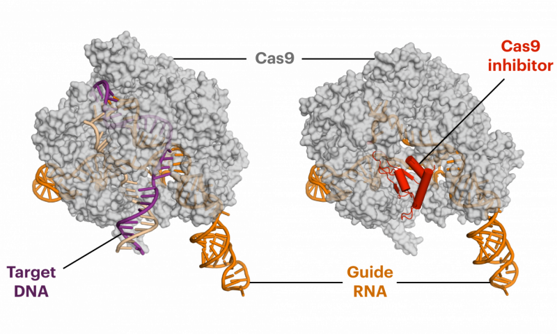 抗CRISPR蛋白降低CRISPR-Cas9的脫靶副作用