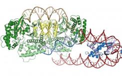 研究人員發(fā)現(xiàn)CRISPR蛋白質(zhì)如何找到它們的靶標