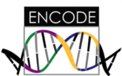 ENCODE RFA擴(kuò)大努力以了解基因組