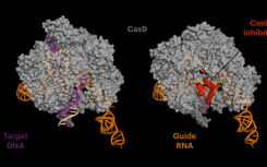 抗CRISPR蛋白降低CRISPR-Cas9的脫靶副作用