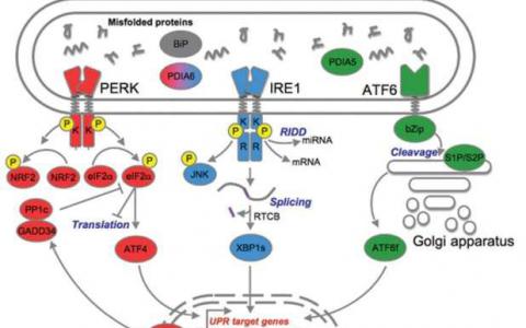 控制健康和疾病中未折疊的蛋白質(zhì)反應(yīng)
