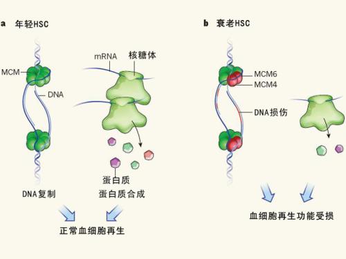 新發(fā)現(xiàn)的保護(hù)機(jī)制可作為細(xì)胞應(yīng)激的第一反應(yīng)者