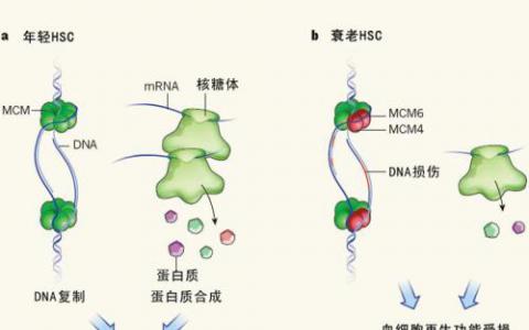 新發(fā)現(xiàn)的保護(hù)機(jī)制可作為細(xì)胞應(yīng)激的第一反應(yīng)者