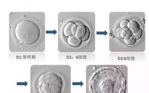 調(diào)節(jié)蛋白確保卵前體細(xì)胞在胚胎發(fā)育過程中增加其數(shù)量